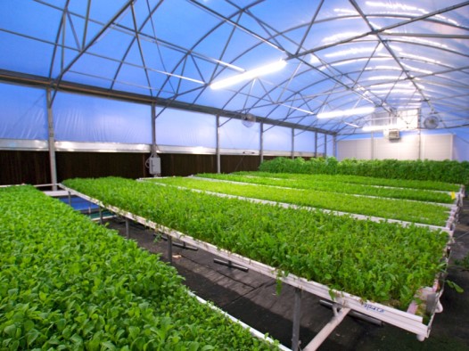 Everything is grown hydroponically at the farm. (Photo: City Greens)
