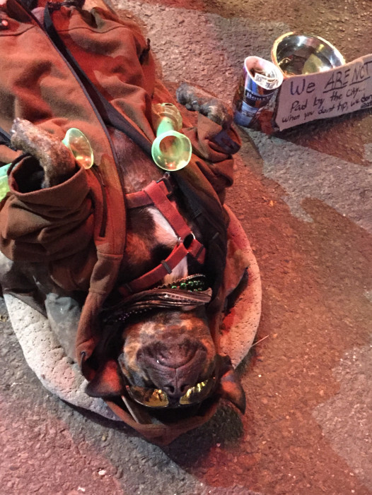 Drunk dog