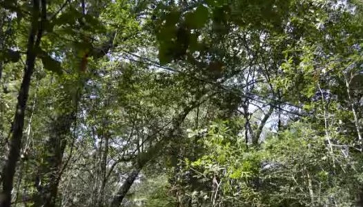 A studio in the woods 2