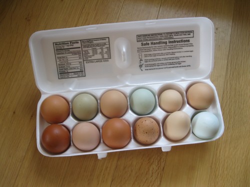 Calvin's eggs