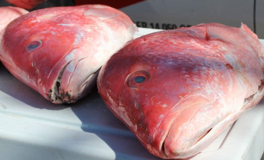 Red Snapper