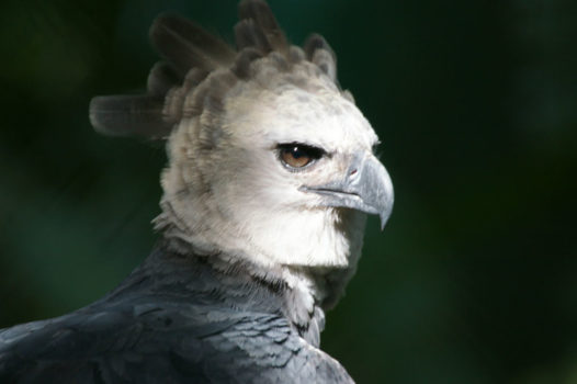 Harpy_Eagle