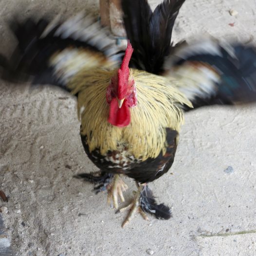 rooster