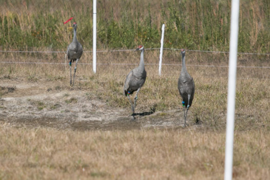 cranerelease5376