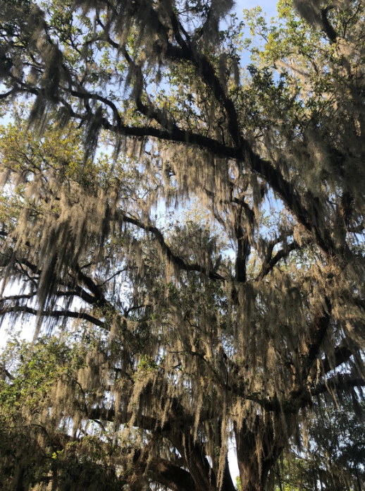 Spanish Moss on The Tree of Life 